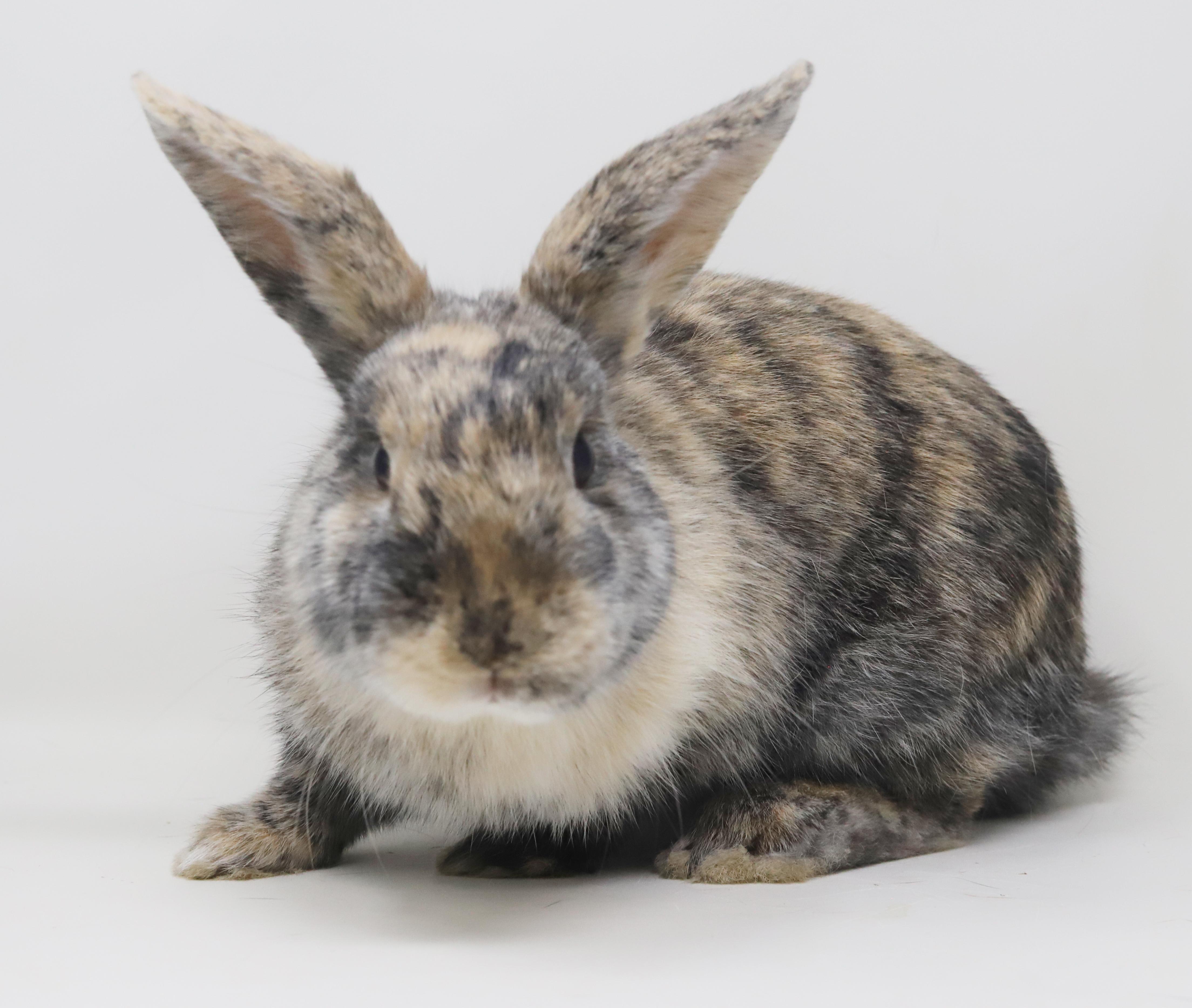 Enlarge Arlo is AMAZING - sweetest snuggliest and TINIEST THERAPY bun - NEUTERED Litter trained too!!, a ADOPTABLE Harlequin in Bedford Hills, NY image 1/6