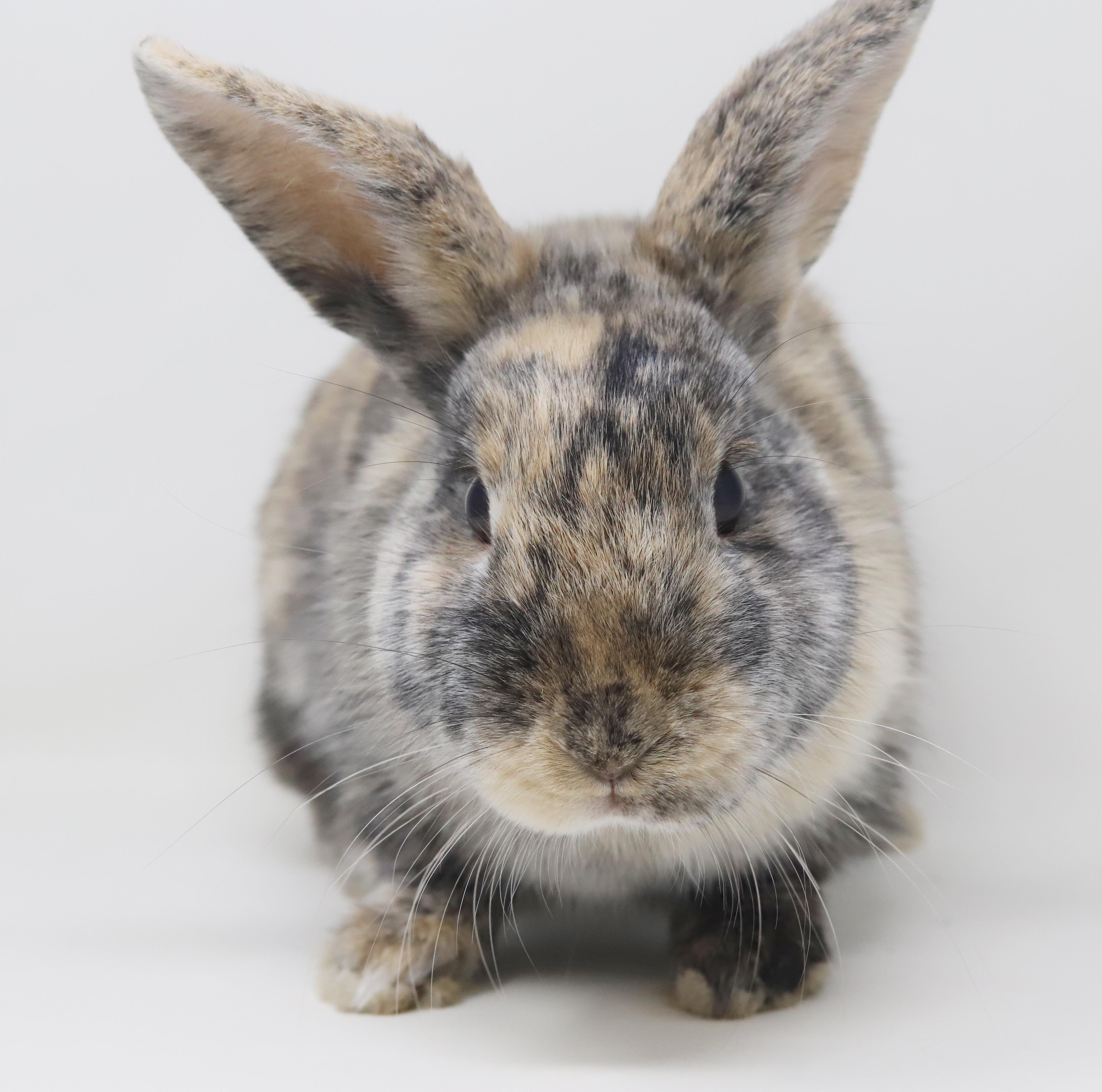Enlarge Arlo is AMAZING - sweetest snuggliest and TINIEST THERAPY bun - NEUTERED Litter trained too!!, a ADOPTABLE Harlequin in Bedford Hills, NY image 4/6