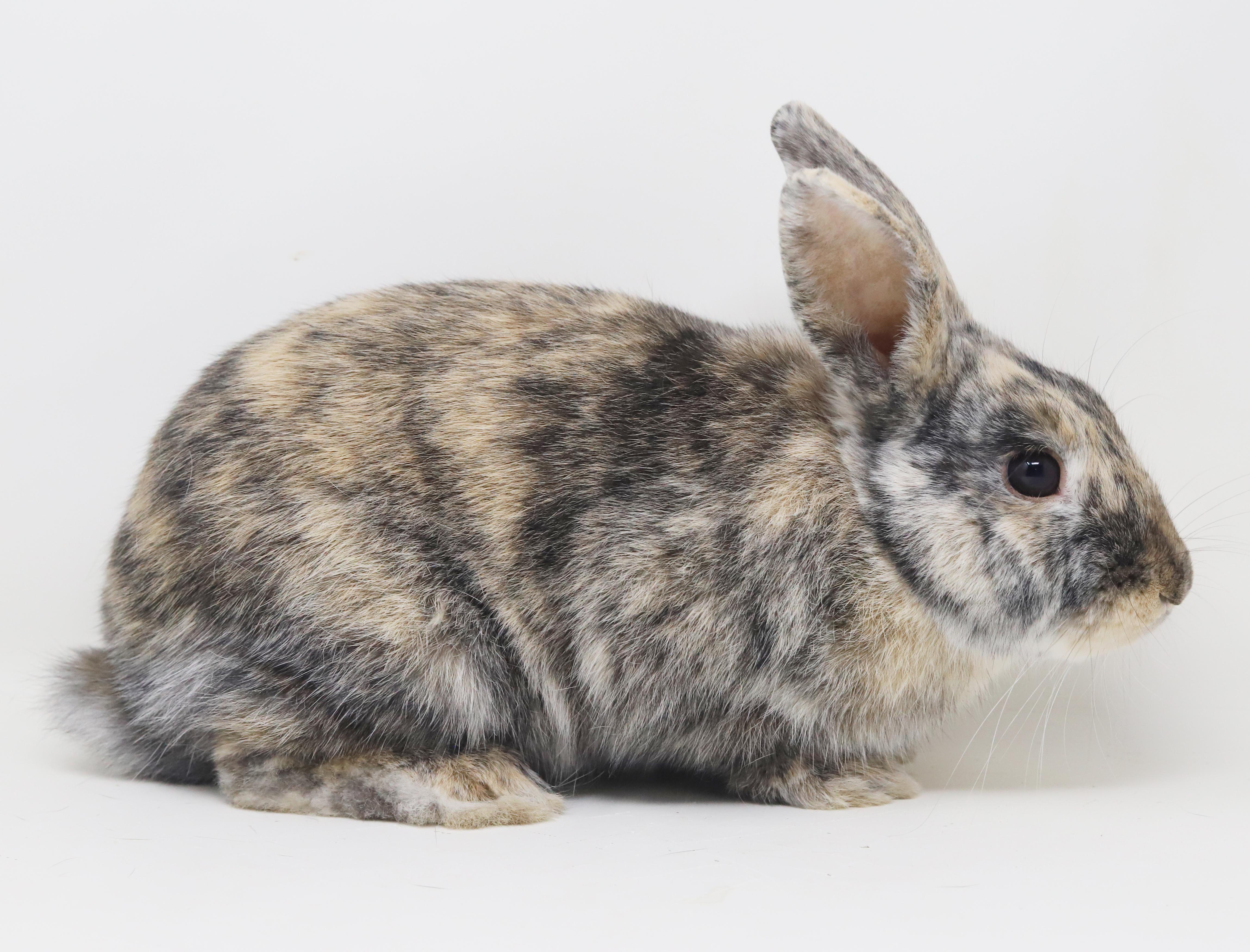 Enlarge Arlo is AMAZING - sweetest snuggliest and TINIEST THERAPY bun - NEUTERED Litter trained too!!, a ADOPTABLE Harlequin in Bedford Hills, NY image 3/6