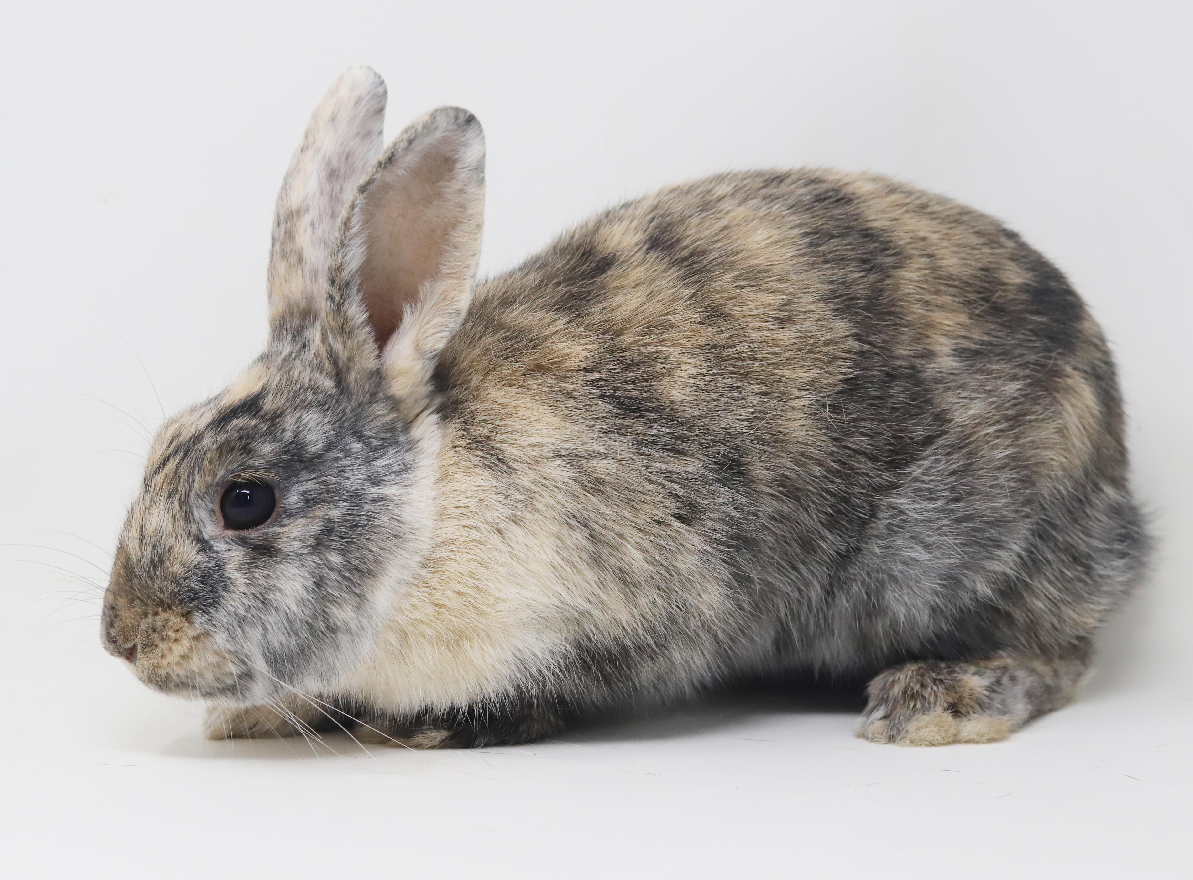 Enlarge Arlo is AMAZING - sweetest snuggliest and TINIEST THERAPY bun - NEUTERED Litter trained too!!, a ADOPTABLE Harlequin in Bedford Hills, NY image 2/6