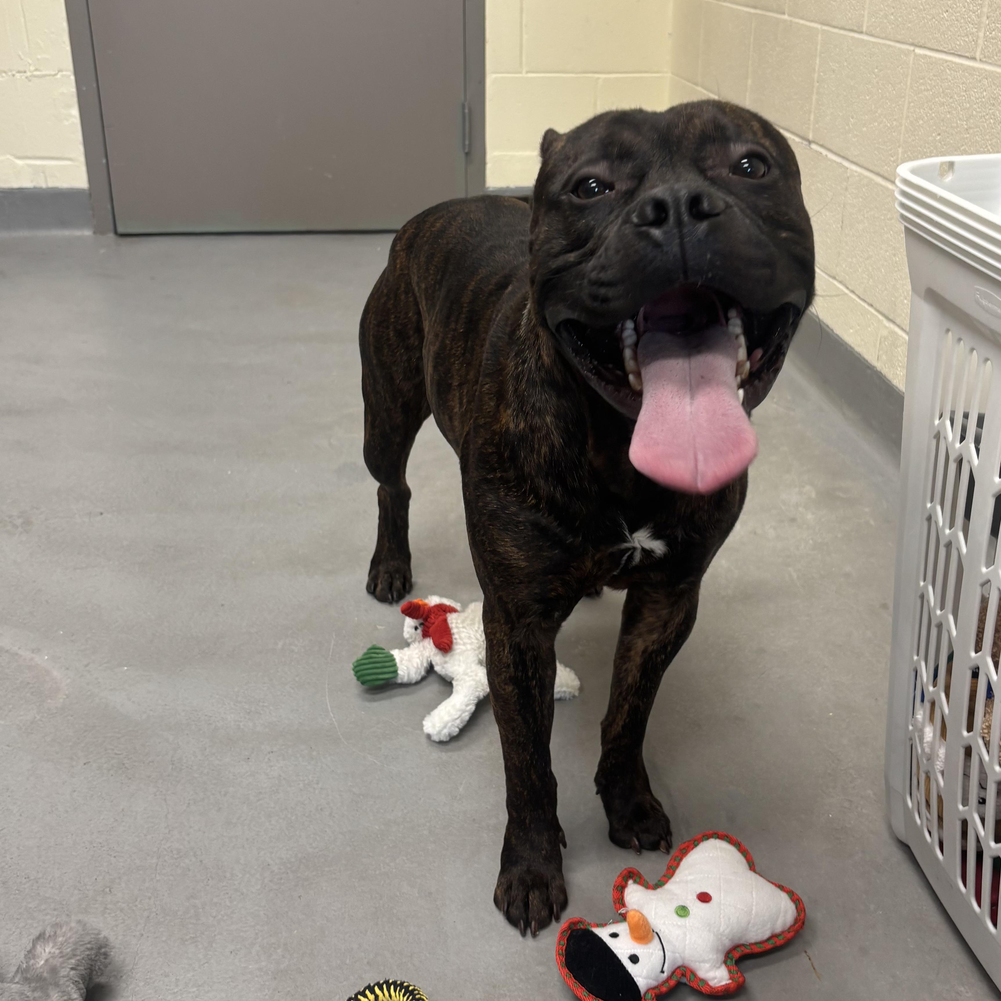 Leo , an adoptable mixed breed in Mississauga, ON image 3/6