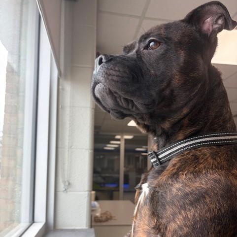 Enlarge Leo , an adoptable mixed breed in Mississauga, ON image 3/6