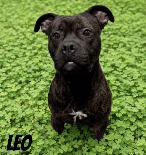 Leo , an adoptable mixed breed in Mississauga, ON image 1/6