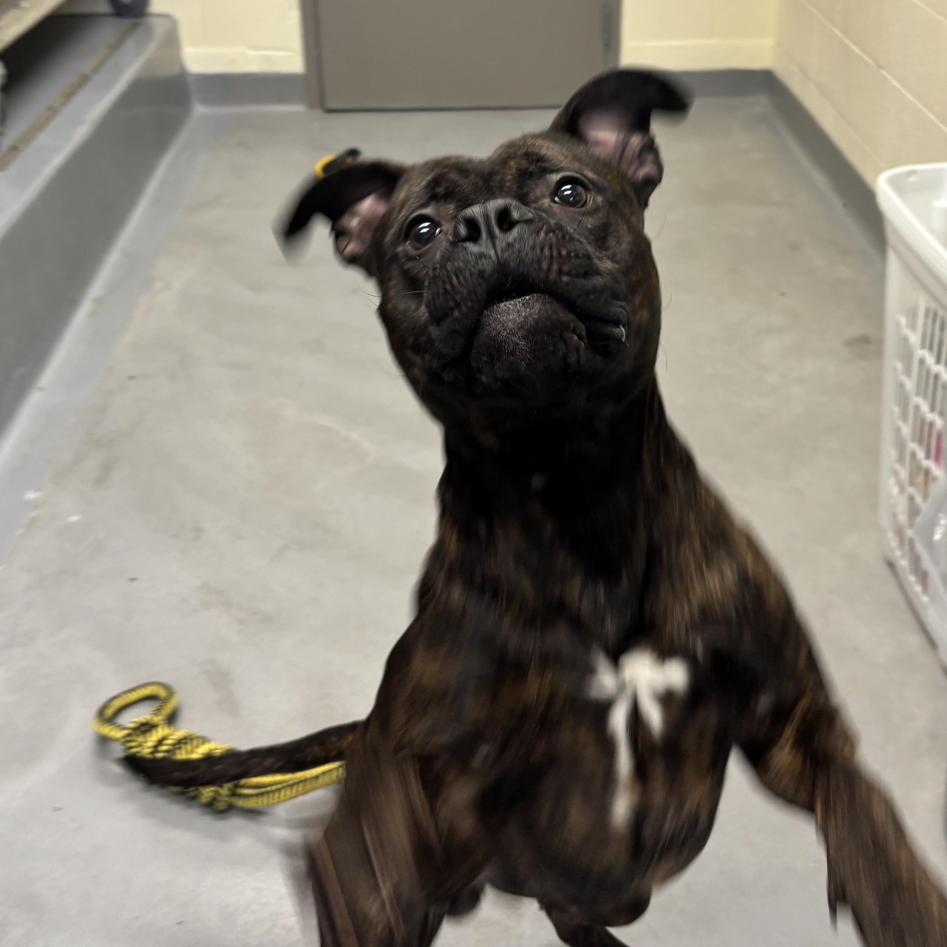 Leo , an adoptable mixed breed in Mississauga, ON image 5/6