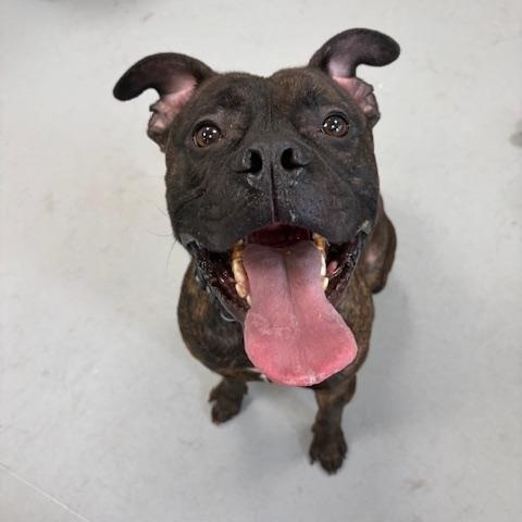 Enlarge Leo , an adoptable mixed breed in Mississauga, ON image 4/6