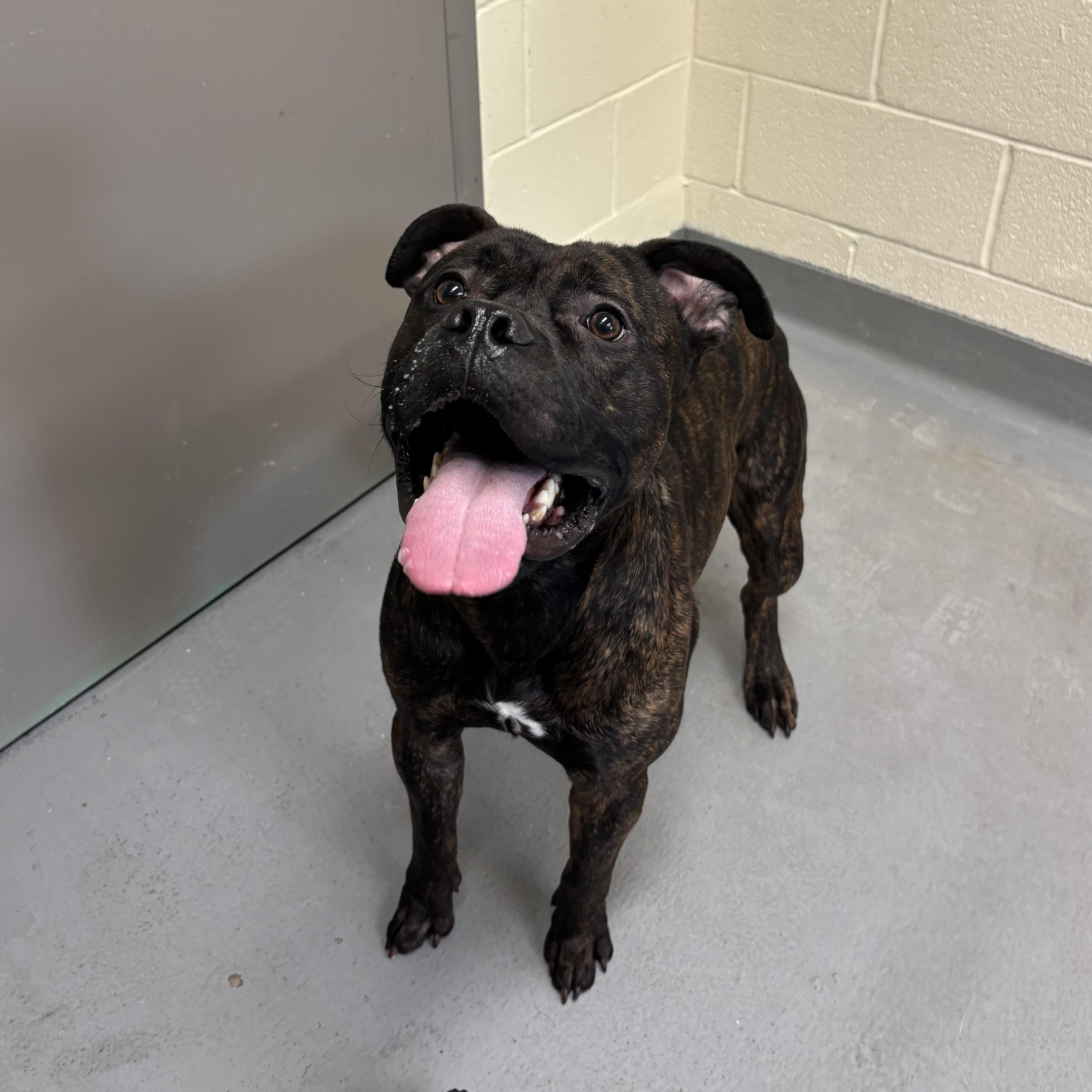 Leo , an adoptable mixed breed in Mississauga, ON image 2/6