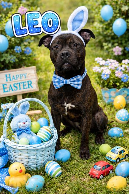 Enlarge Leo , an adoptable mixed breed in Mississauga, ON image 1/6