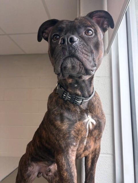 Enlarge Leo , an adoptable mixed breed in Mississauga, ON image 5/6