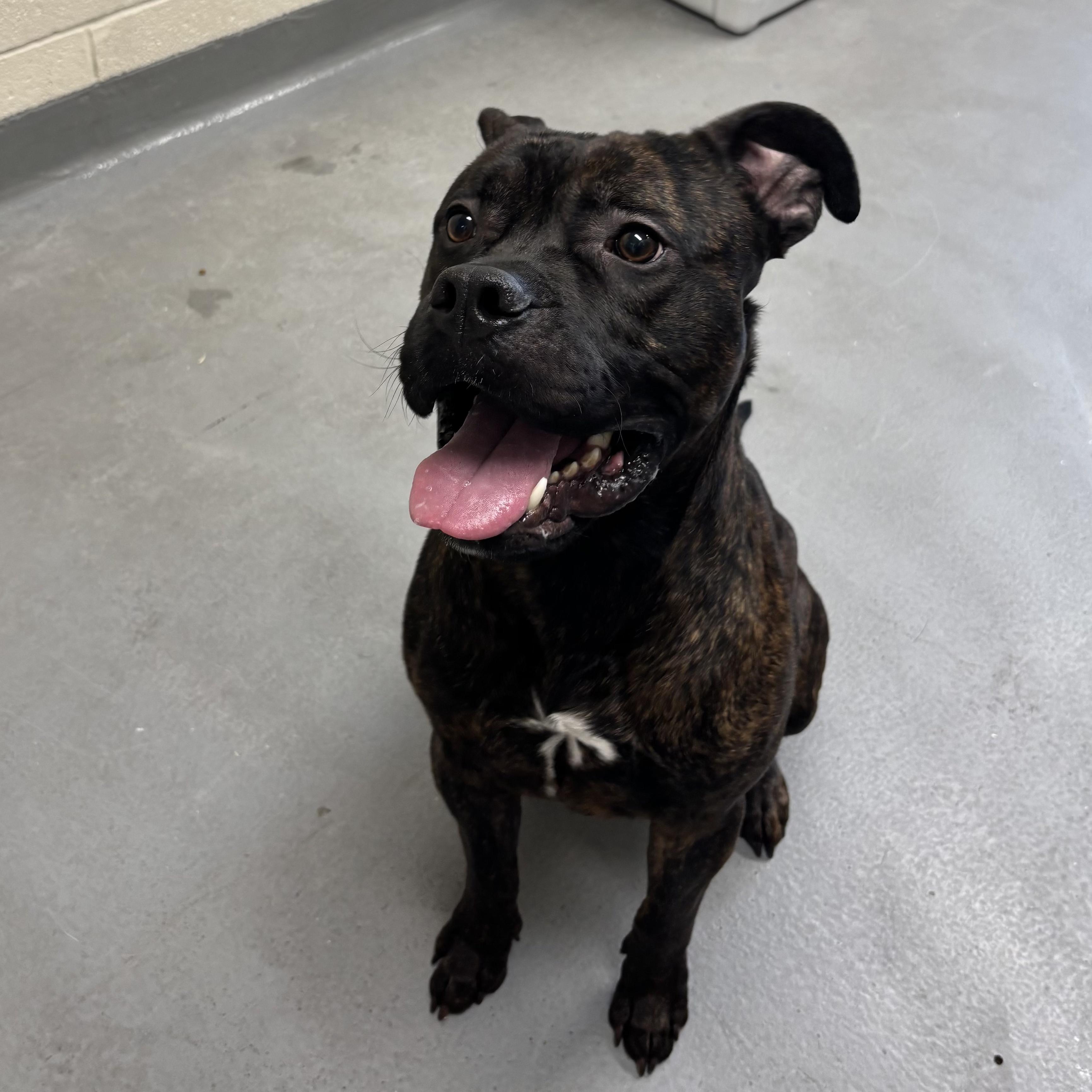 Leo , an adoptable mixed breed in Mississauga, ON image 4/6