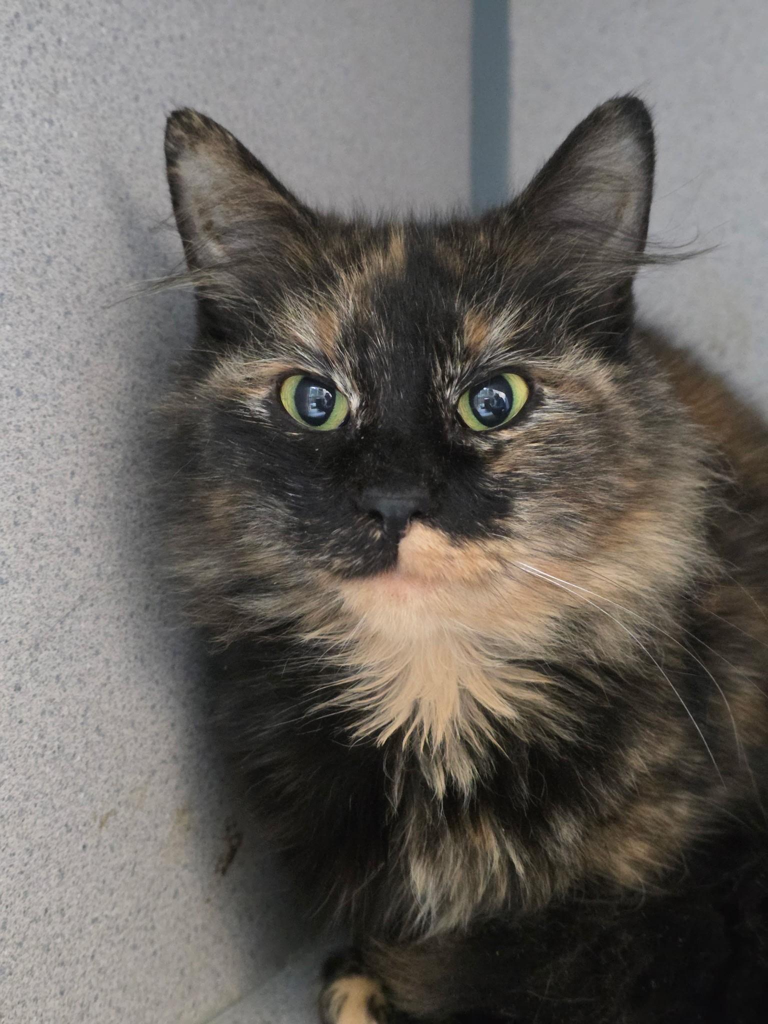 Enlarge Ophelia , an adopted Domestic Medium Hair in Quilcene, WA image 2/2