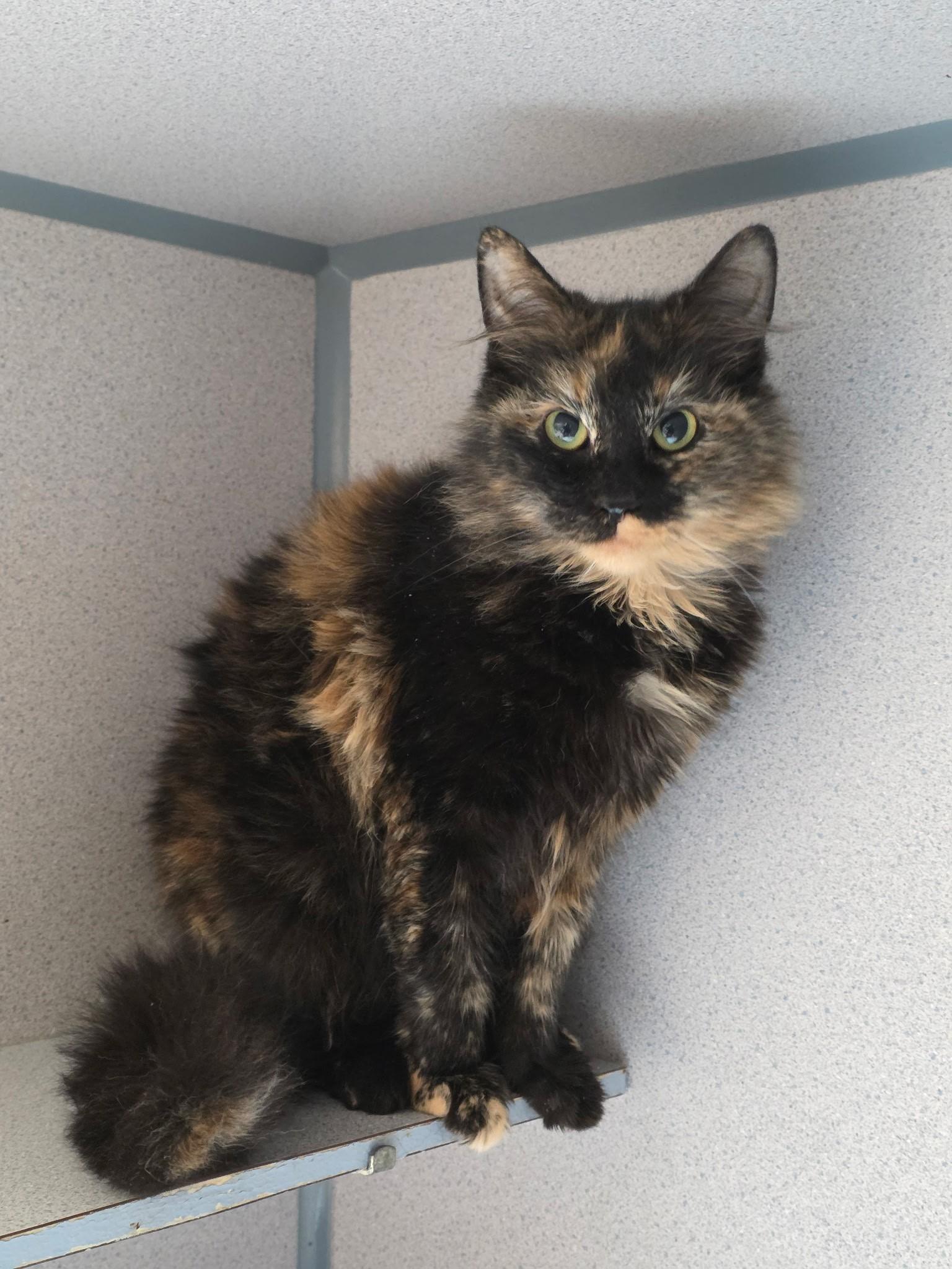 Ophelia , adopted, Adult Female Domestic Medium Hair.