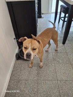 Lonzo, a Adoptable Pit Bull Terrier in St. Louis, MO image 1/3