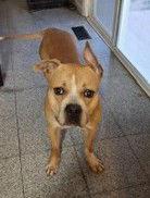 Lonzo, a Adoptable Pit Bull Terrier in St. Louis, MO image 2/3