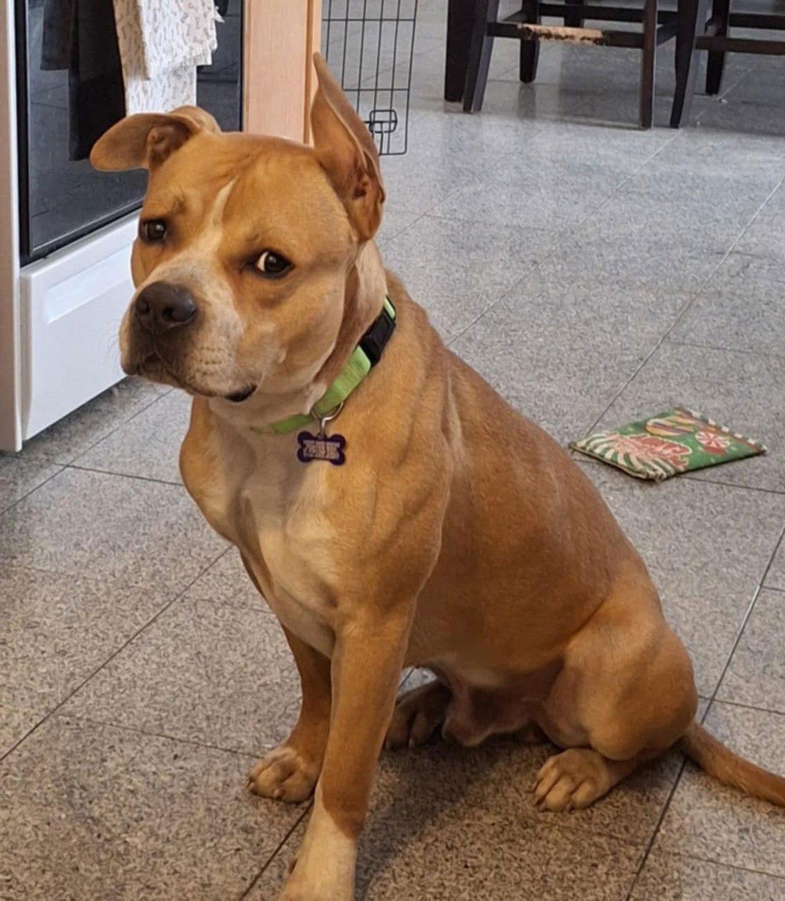 Lonzo, Adoptable, Adult Male Pit Bull Terrier.