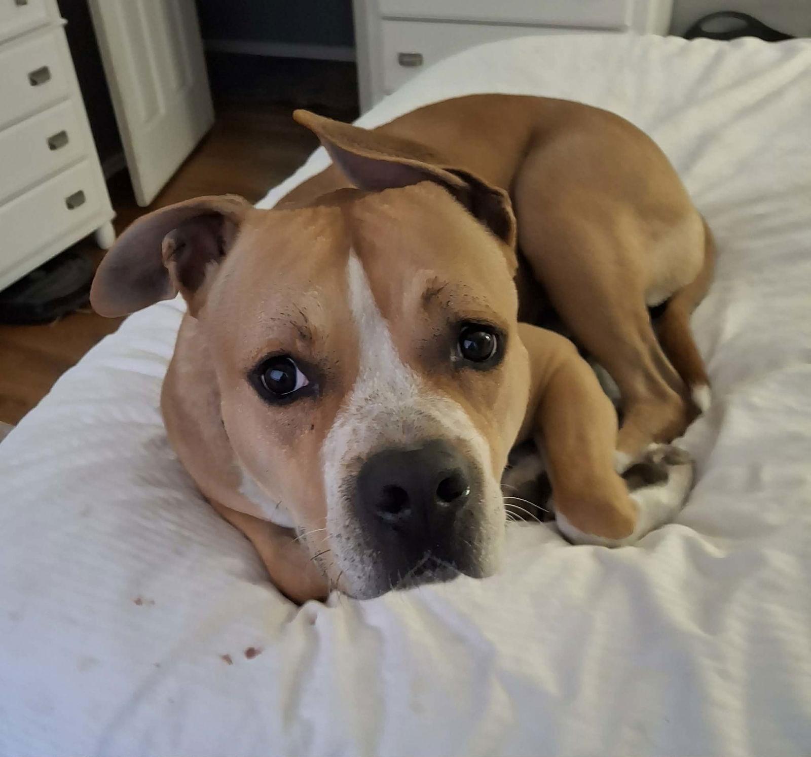 Enlarge Lonzo, a Adoptable Pit Bull Terrier in St. Louis, MO image 2/3