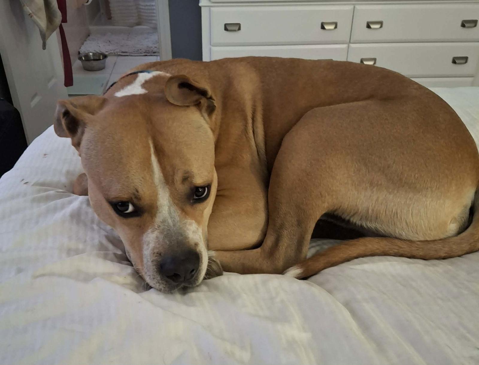 Enlarge Lonzo, a Adoptable Pit Bull Terrier in St. Louis, MO image 3/3