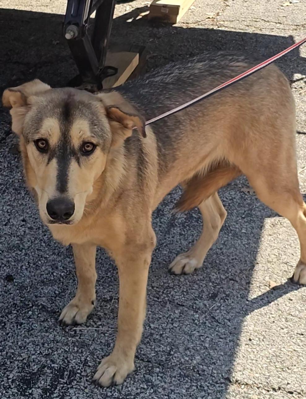 Sable, Adoptable, Young Female Mixed Breed.