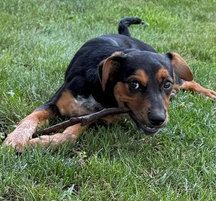 Enlarge Petey, a Adoptable mixed breed in Mount Prospect, IL image 4/6
