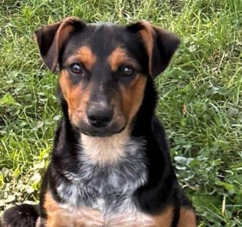 Enlarge Petey, a Adoptable mixed breed in Mount Prospect, IL image 5/6