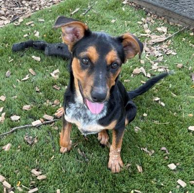 Enlarge Petey, a Adoptable mixed breed in Mount Prospect, IL image 6/6