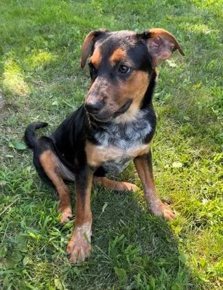 Enlarge Petey, a Adoptable mixed breed in Mount Prospect, IL image 1/6