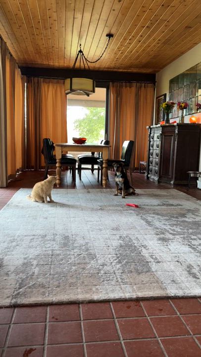 Enlarge Petey, a Adoptable mixed breed in Mount Prospect, IL video 2/6