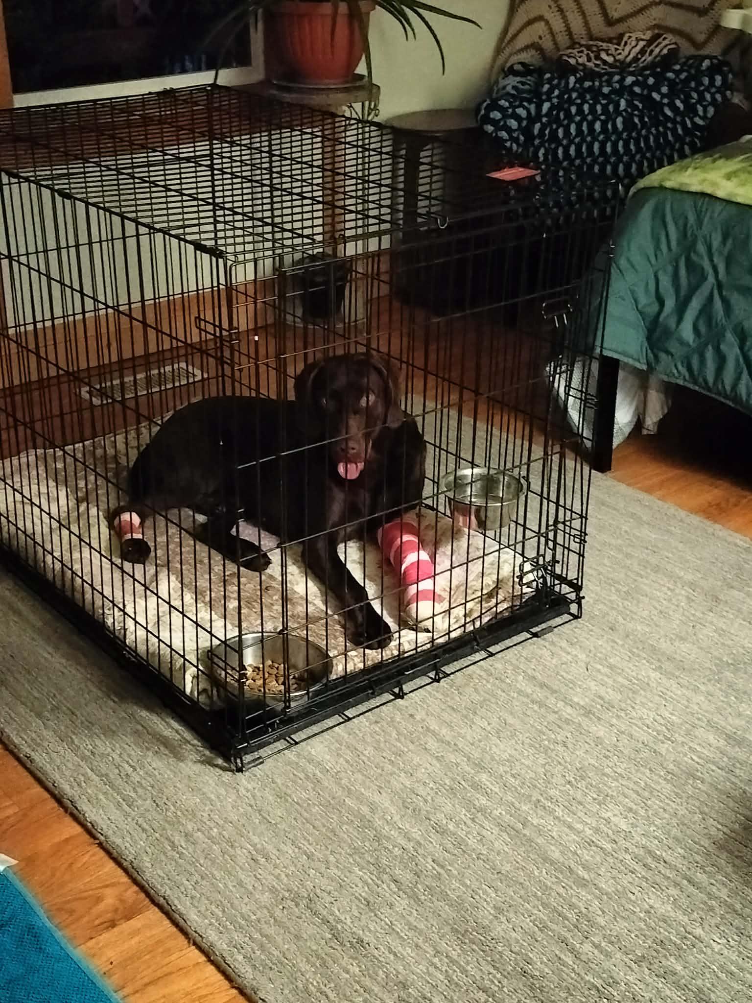 Hershey, Adopted, Adult Male Labrador Retriever.