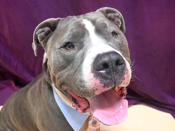 Enlarge Pope, a Adoptable mixed breed in Portland, OR image 1/4