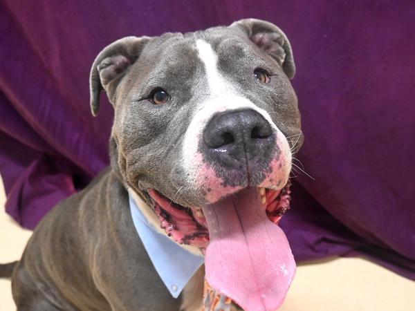 Enlarge Pope, a Adoptable mixed breed in Portland, OR image 2/4