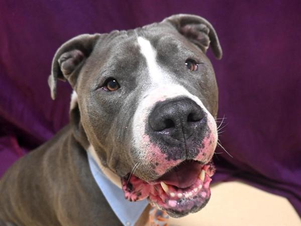 Enlarge Pope, a Adoptable mixed breed in Portland, OR image 3/4