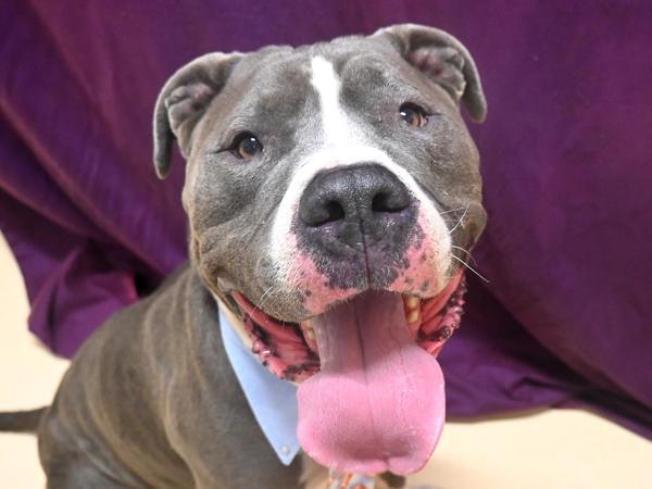 Enlarge Pope, a Adoptable mixed breed in Portland, OR image 4/4