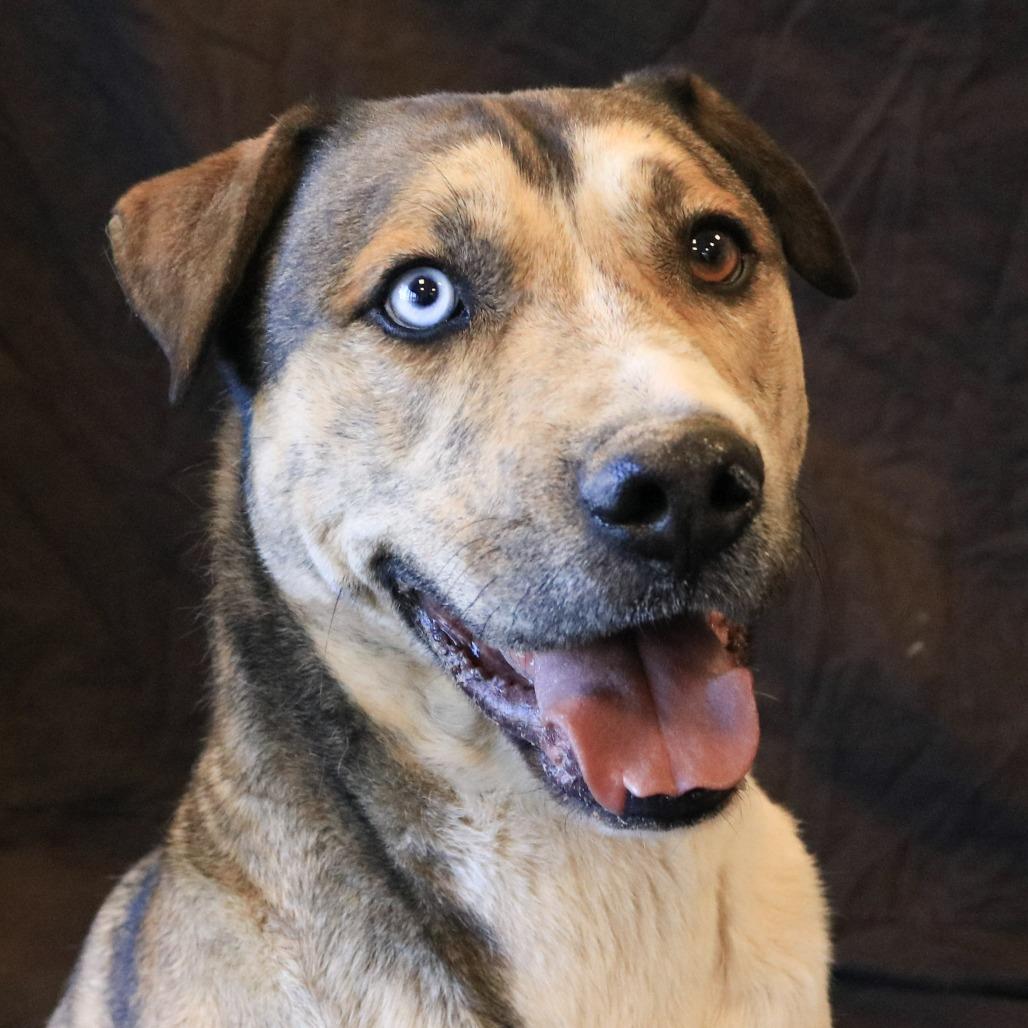Enlarge Willy, a Adoptable mixed breed in Rifle, CO image 2/6