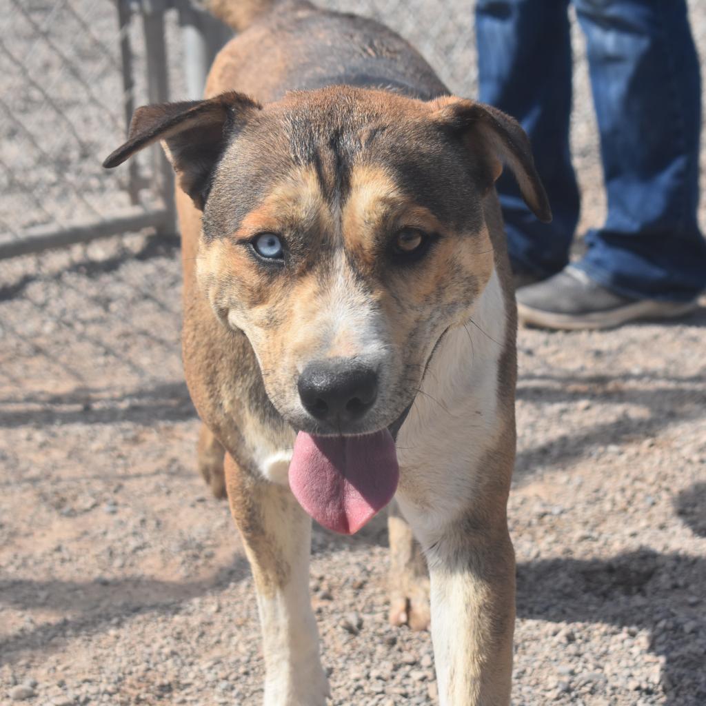 Enlarge Willy, a Adoptable mixed breed in Rifle, CO image 2/6