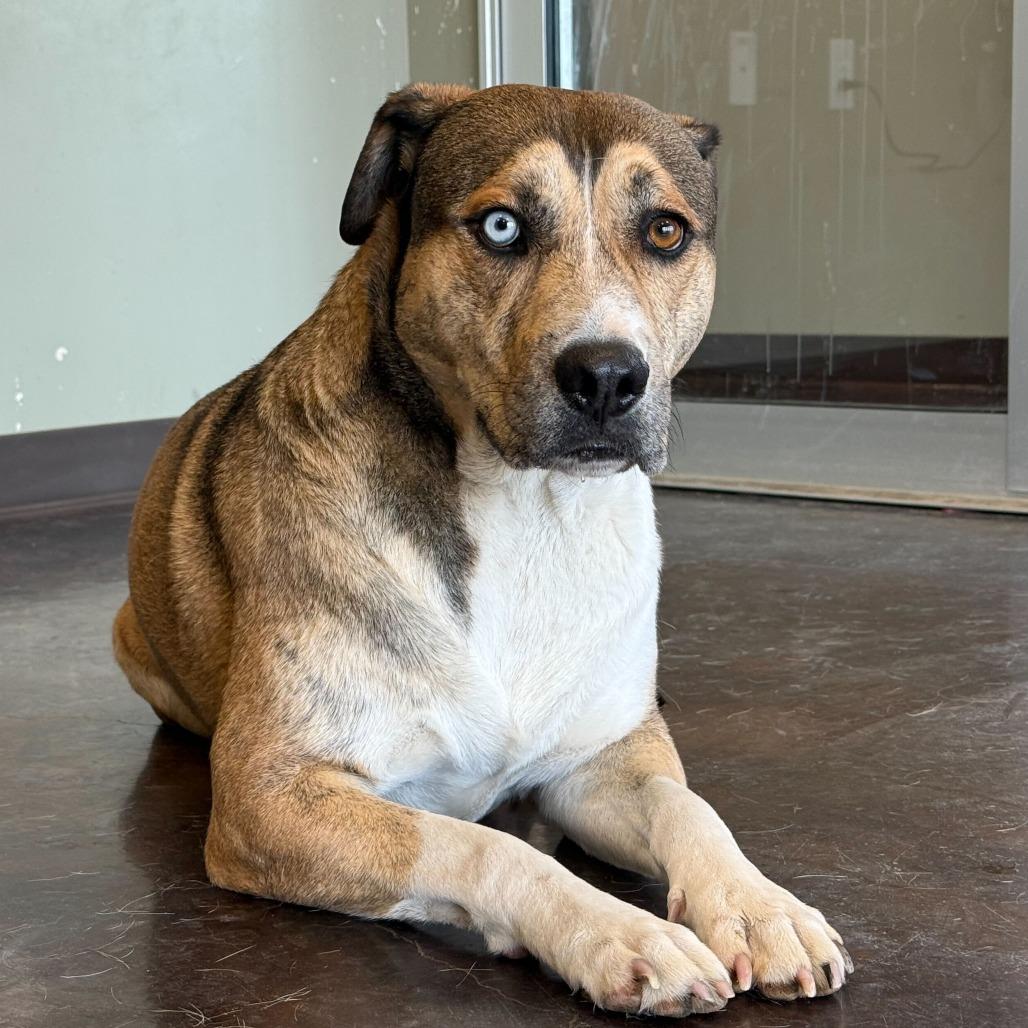 Enlarge Willy, a Adoptable mixed breed in Rifle, CO image 3/6