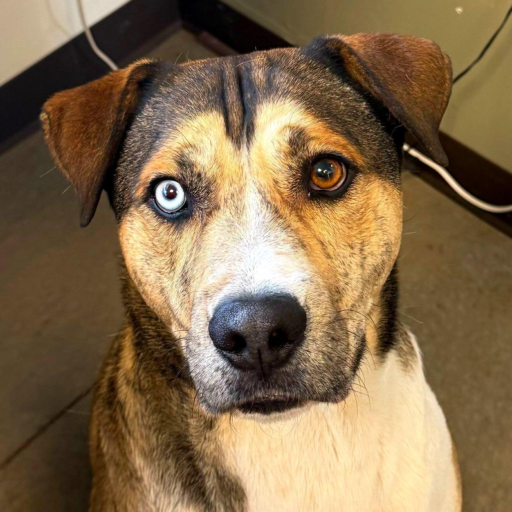 Enlarge Willy, a Adoptable mixed breed in Rifle, CO image 4/6