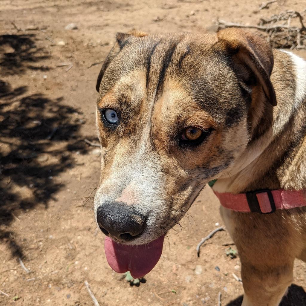 Enlarge Willy, a Adoptable mixed breed in Rifle, CO image 6/6