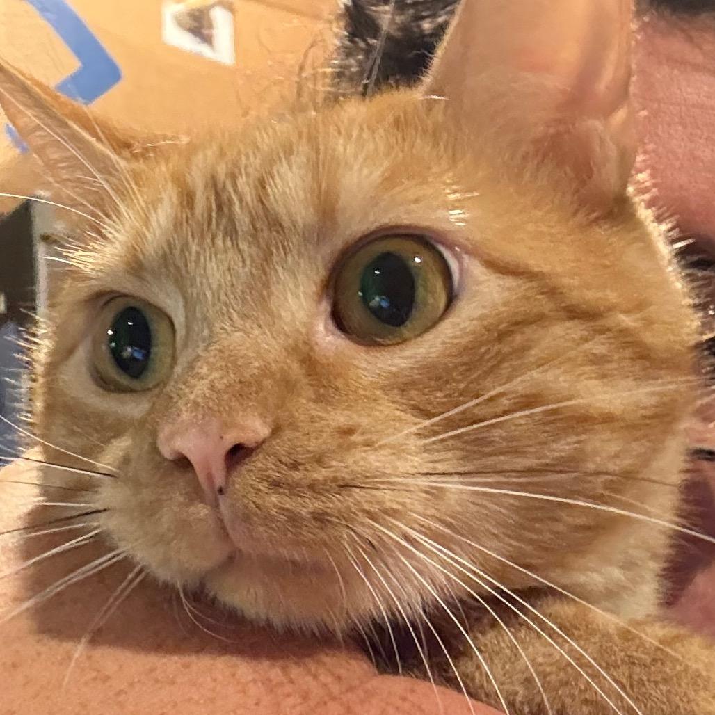 Enlarge Sonny, a Adoptable Domestic Short Hair in Granby, MO image 1/1