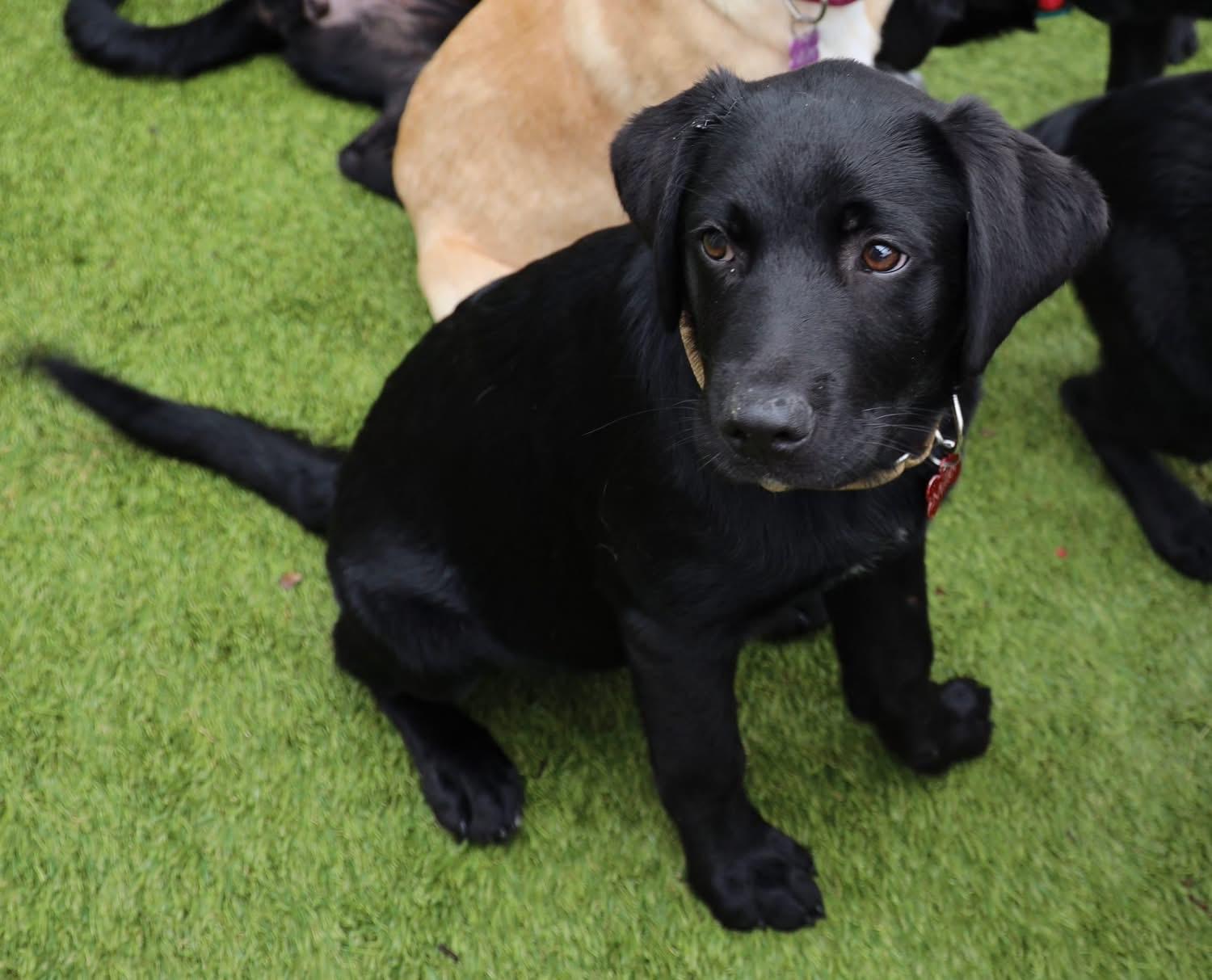 Enlarge Borden, an adopted Labrador Retriever in Southlake, TX image 5/6