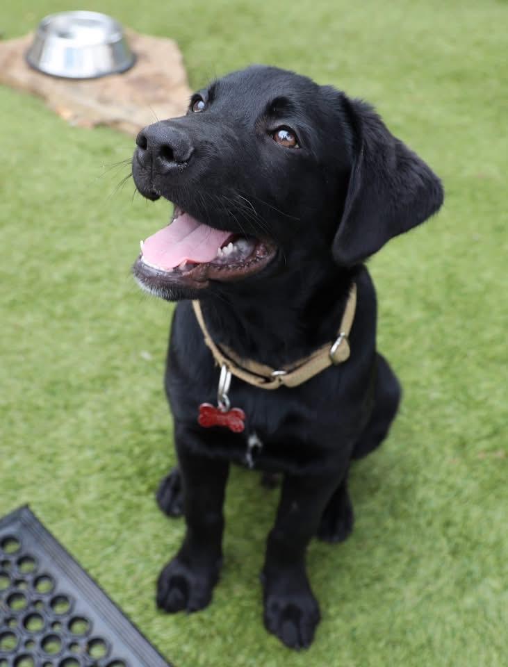 Enlarge Borden, an adopted Labrador Retriever in Southlake, TX image 6/6