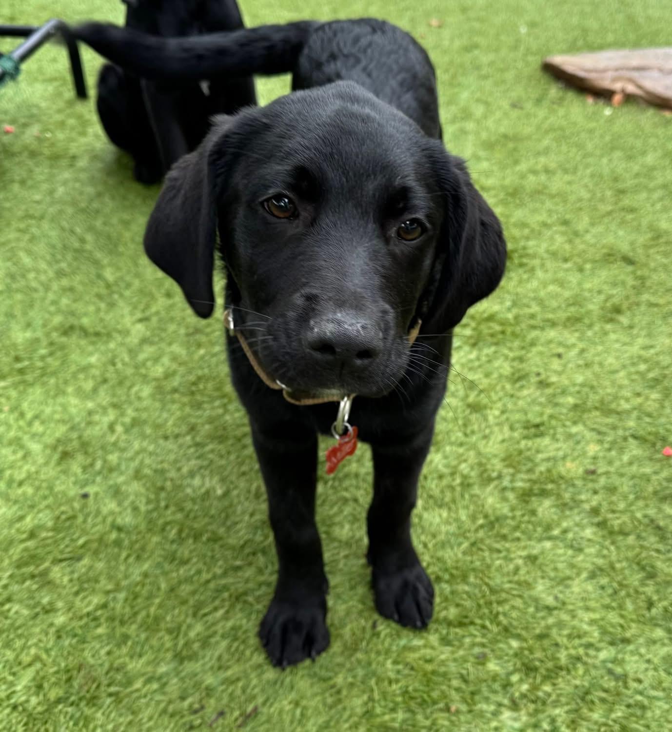 Enlarge Borden, an adopted Labrador Retriever in Southlake, TX image 2/6