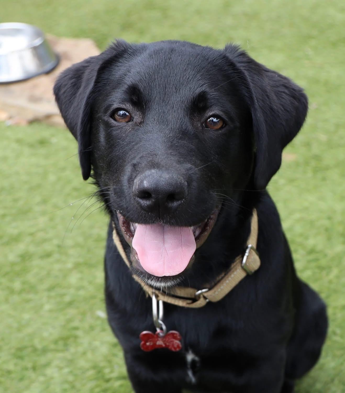 Enlarge Borden, an adopted Labrador Retriever in Southlake, TX image 3/6