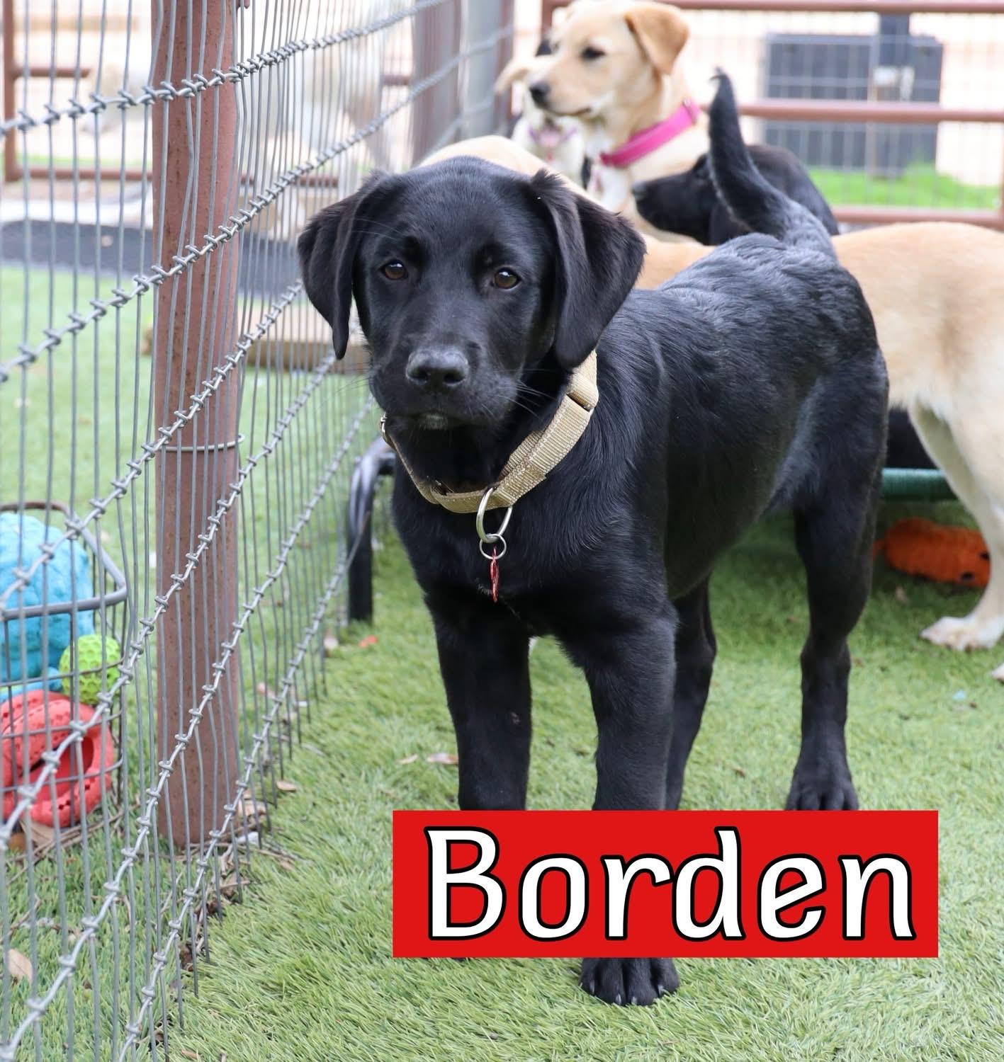 Borden, adopted, Young Male Labrador Retriever.