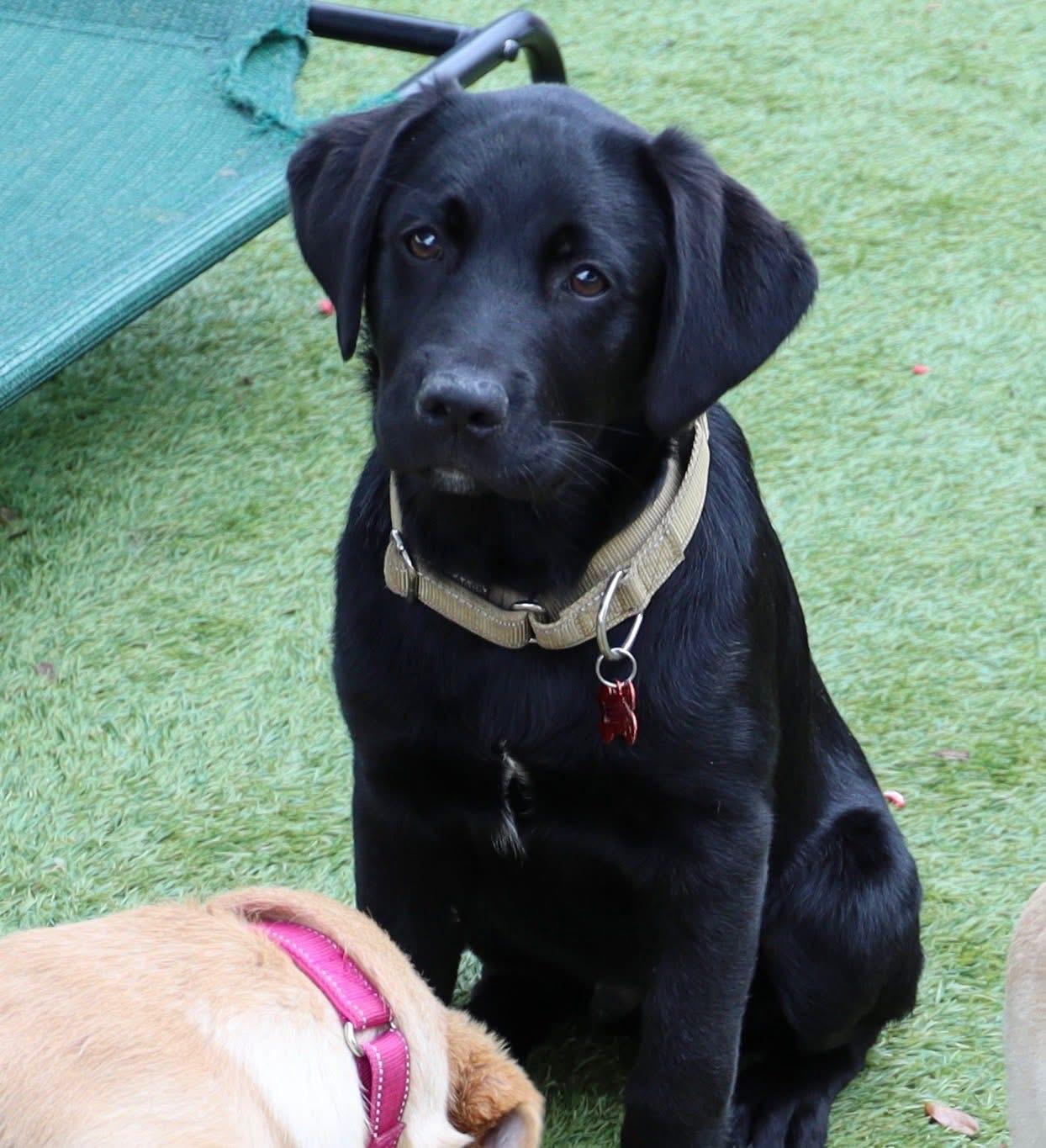 Enlarge Borden, an adopted Labrador Retriever in Southlake, TX image 4/6