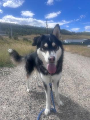 Milo, Adoptable, Adult Male Siberian Husky.