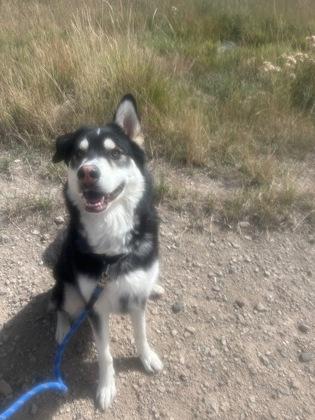 Enlarge Milo, a Adoptable Siberian Husky in Steamboat Springs, CO image 2/2