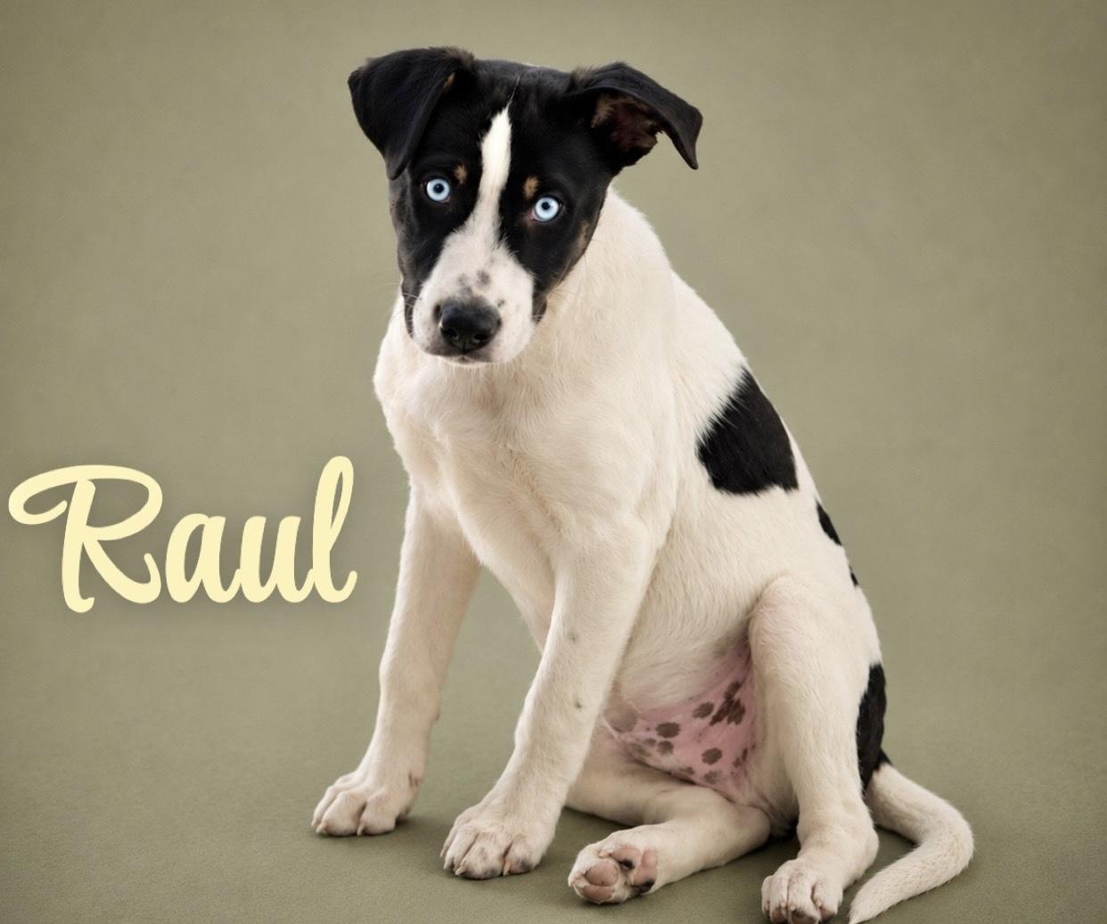 Enlarge Raul, an adopted mixed breed in Manchester, CT image 1/1