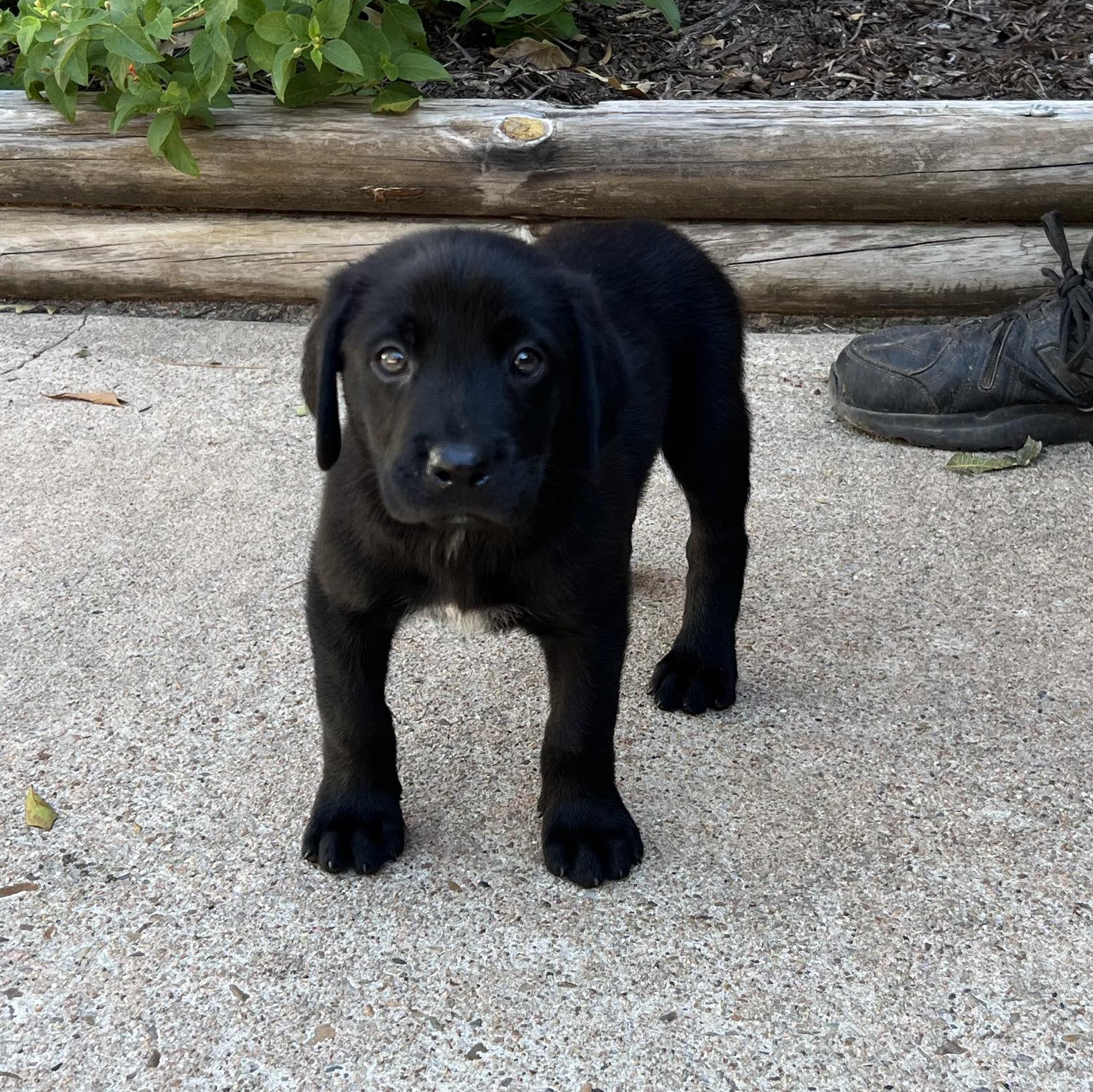 Dog for adoption Hercules, a Blue Lacy & Black Labrador Retriever Mix