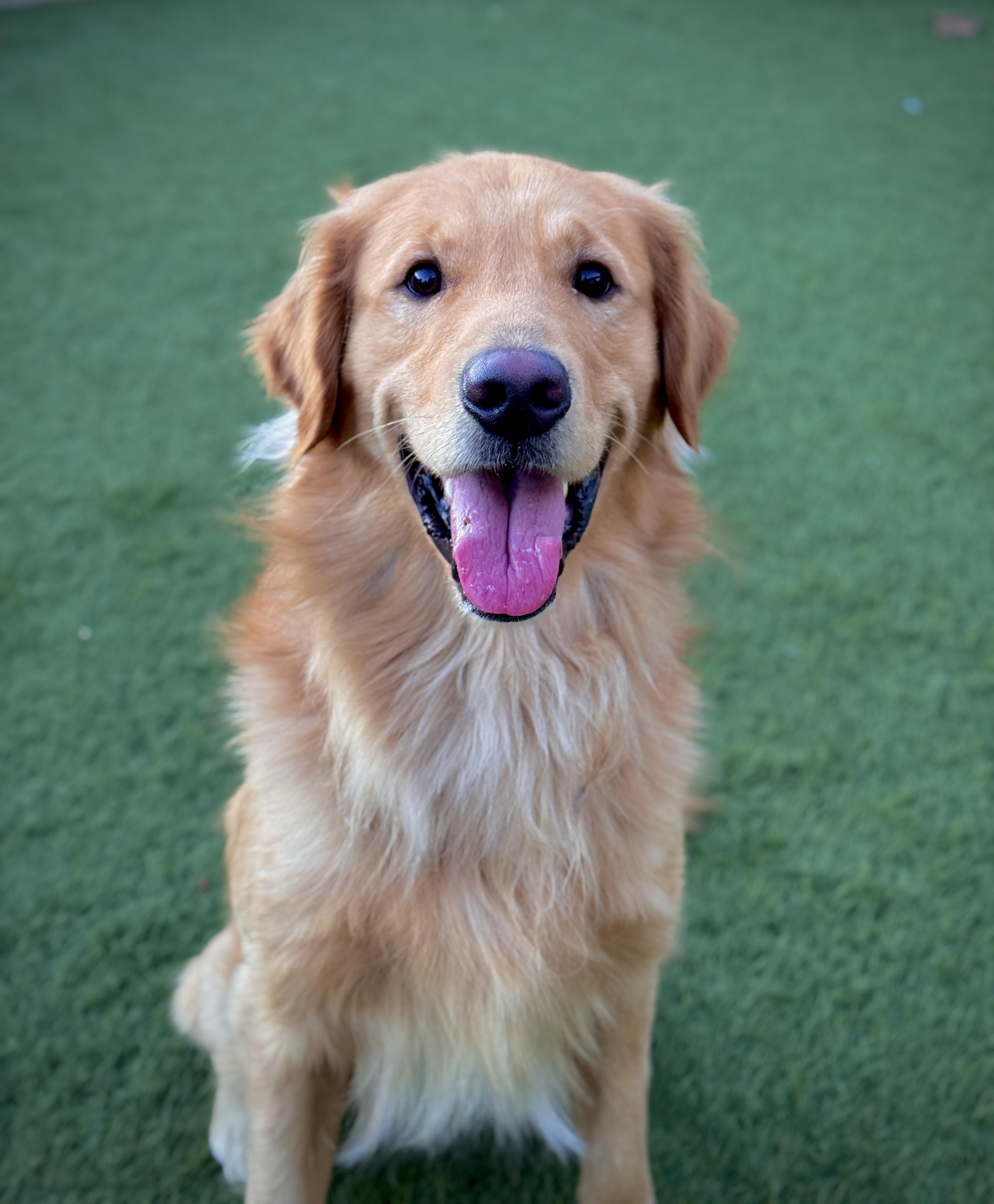 Enlarge Milo, a ADOPTABLE Golden Retriever in San Francisco, CA image 4/4