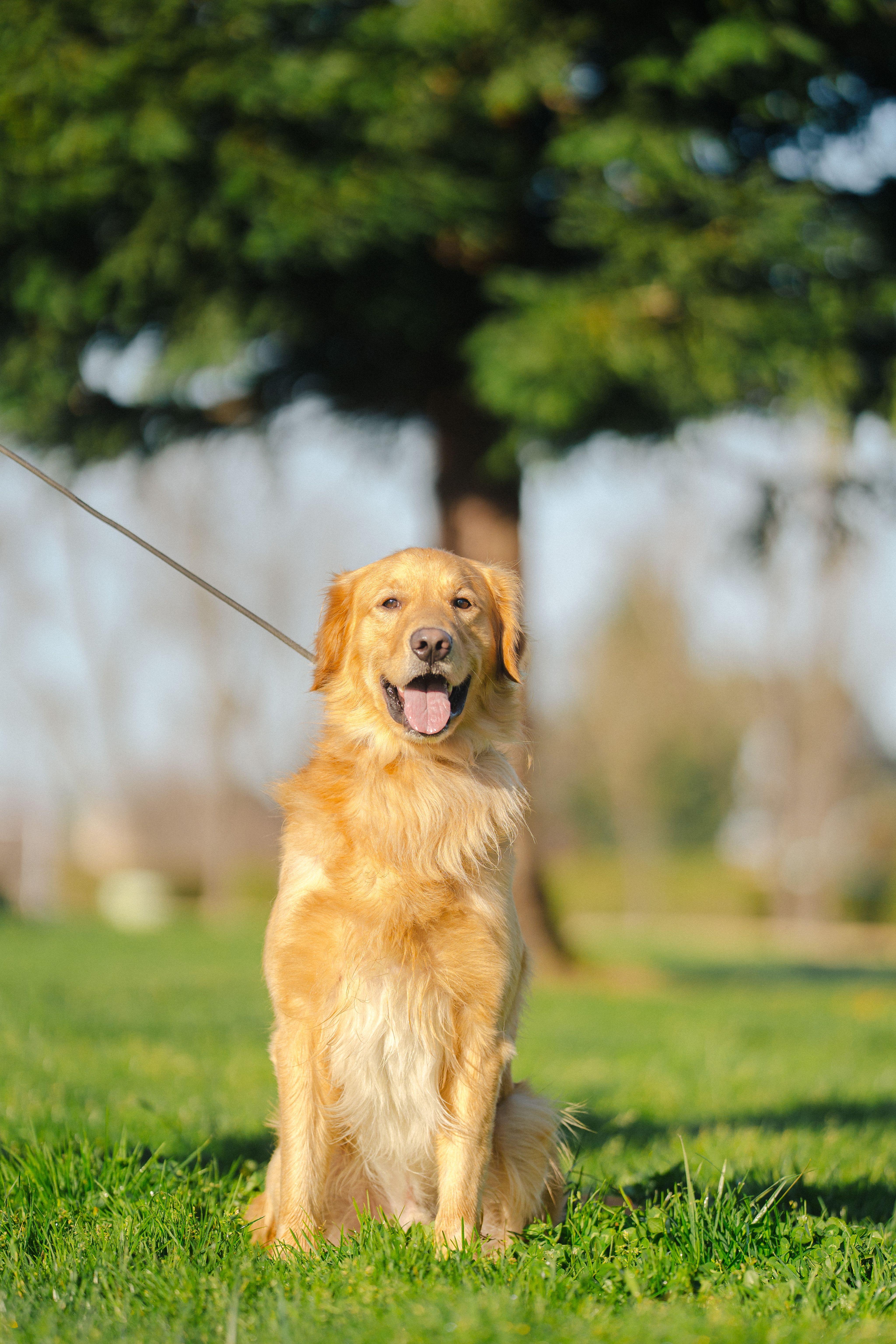 Enlarge Milo, a ADOPTABLE Golden Retriever in San Francisco, CA image 2/4