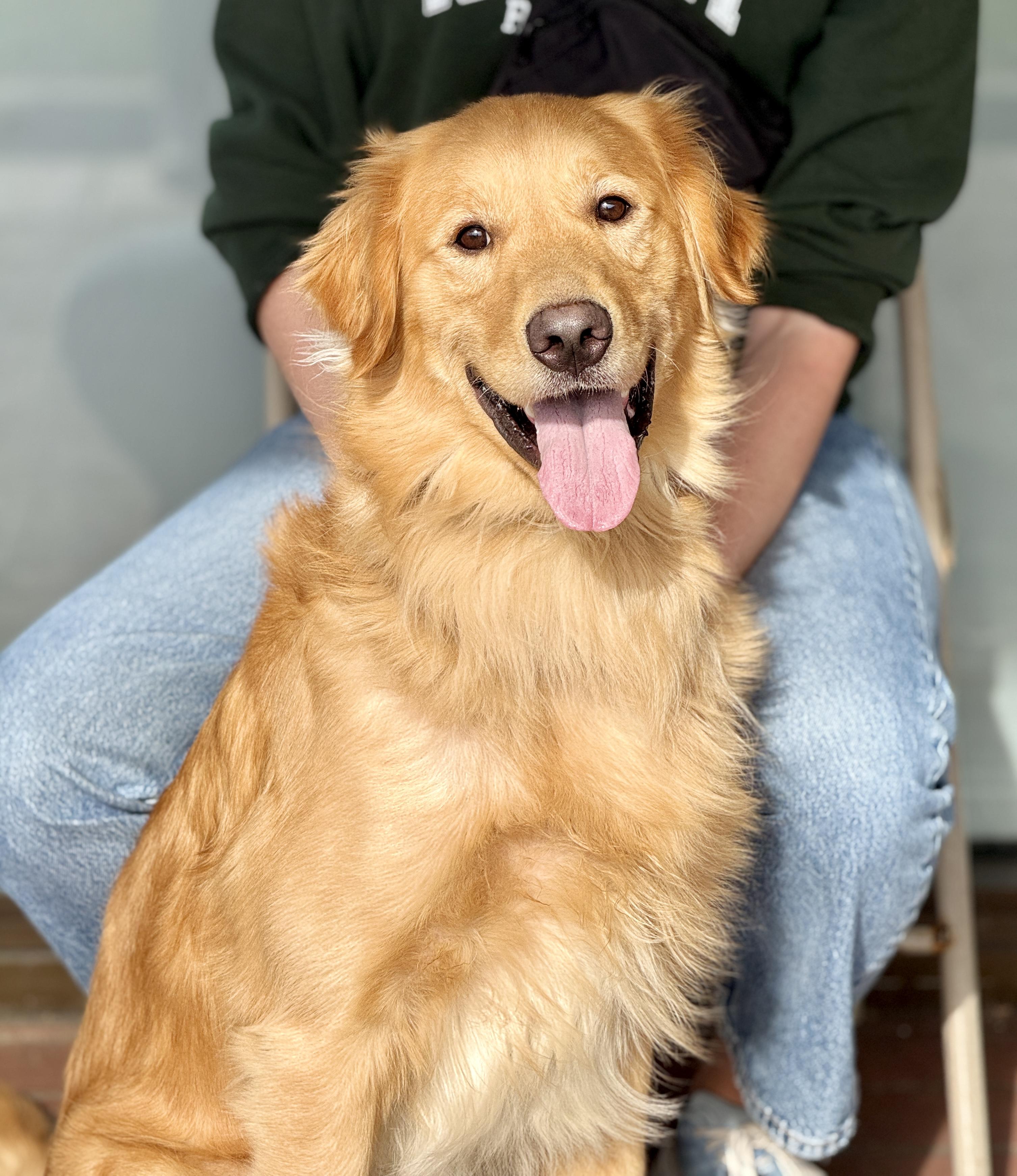 Milo, ADOPTABLE, Adult Male Golden Retriever.
